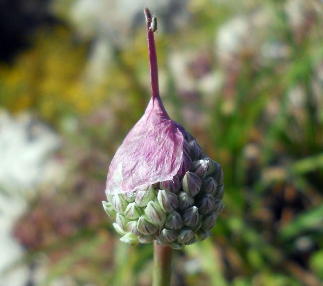Allium-polyanthum-Schult.-&.jpg