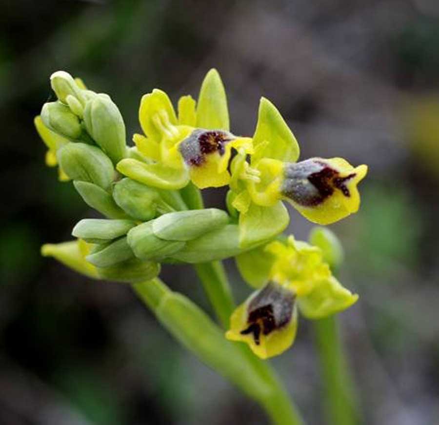 Ophrys-sicula-Tineo..jpg