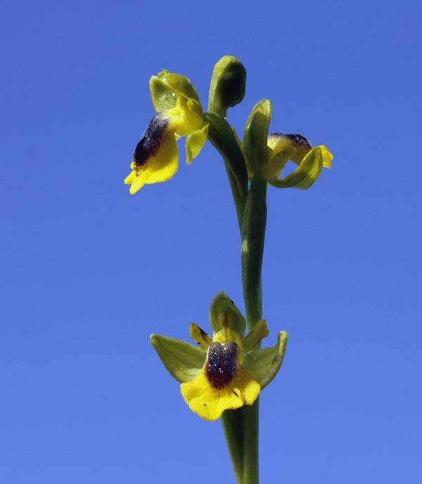 Ophrys-lutea-Cav (3rd copy)..jpg