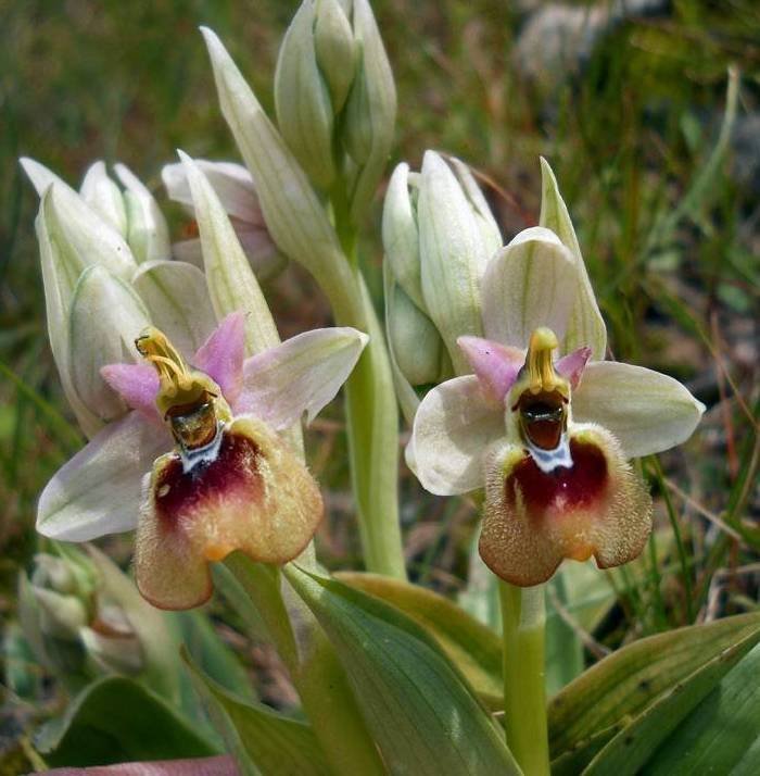 Ophrys-tenthredinifera-Will (copy).jpg