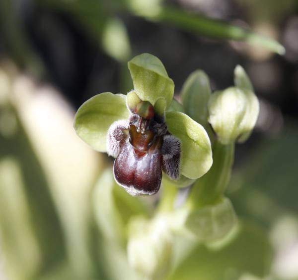 Ophrys-bombyliflora-Link (copy).jpg
