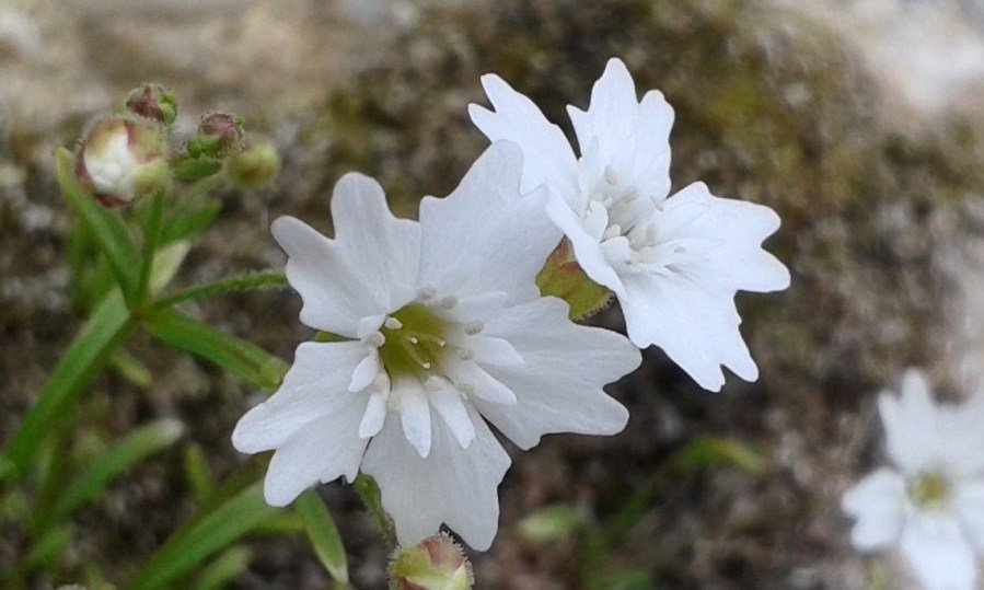 <i>Heliosperma pusillum</i> (Waldst. & Kit.) Rchb.