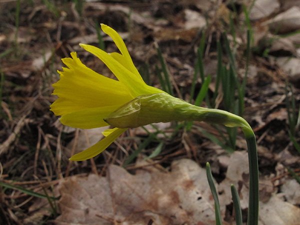 <i>Narcissus pseudonarcissus</i> L. subsp. <i>provincialis</i> (Pugsley) J.-M.Tison