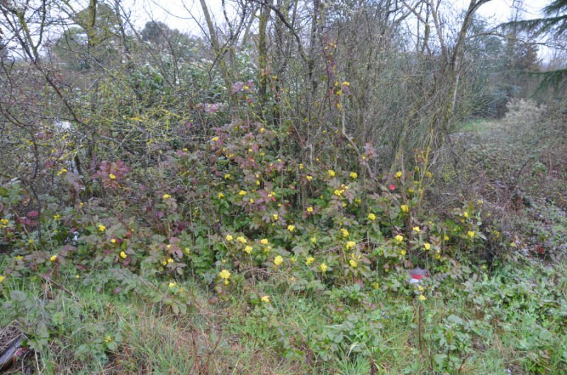 Mahonia aquifolium - 20210307-002.jpg