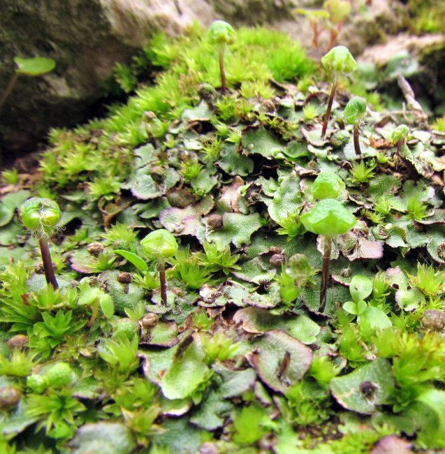 Aytoniaceae: Rebolulia hemisphaerica (L.) Raddi (Marchantiophyta)