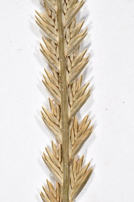 <i>Eleusine coracana</i> (L.) Asch. & Graebn. subsp. <i>africana</i> (Kenn.-O'Byrne) Hilu & de Wet