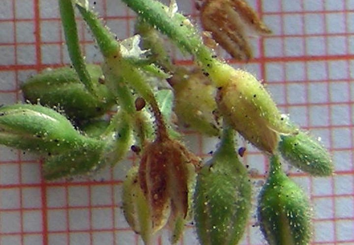 semi di Spergularia sp. (1).jpg