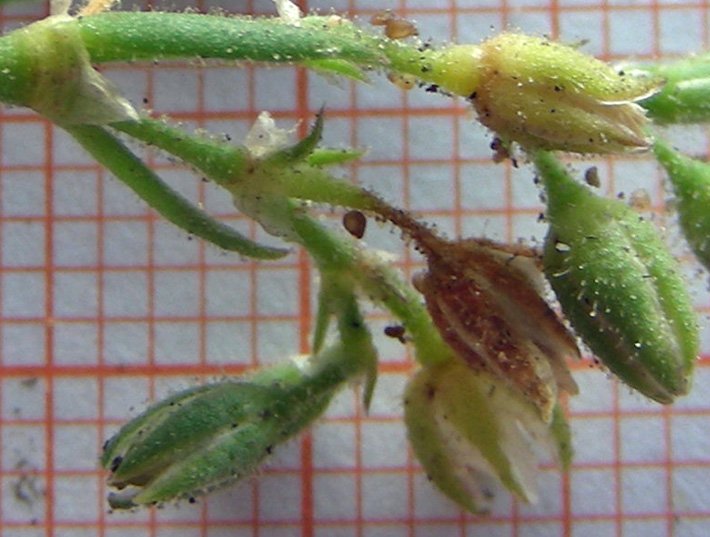 semi di Spergularia sp. (2).jpg