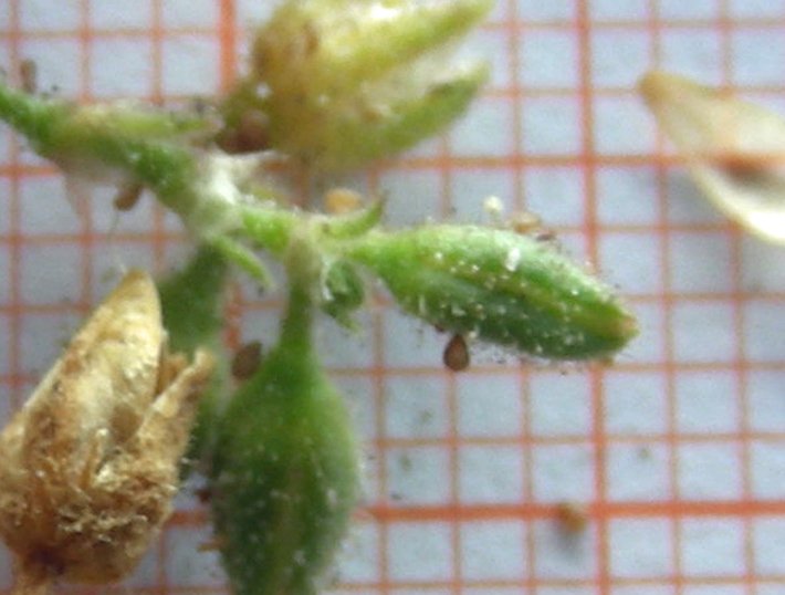 semi di Spergularia sp. (3).jpg