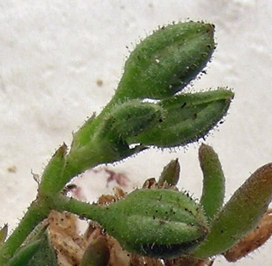 Spergularia sp. (2).jpg