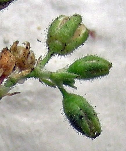 Spergularia sp. (4).jpg