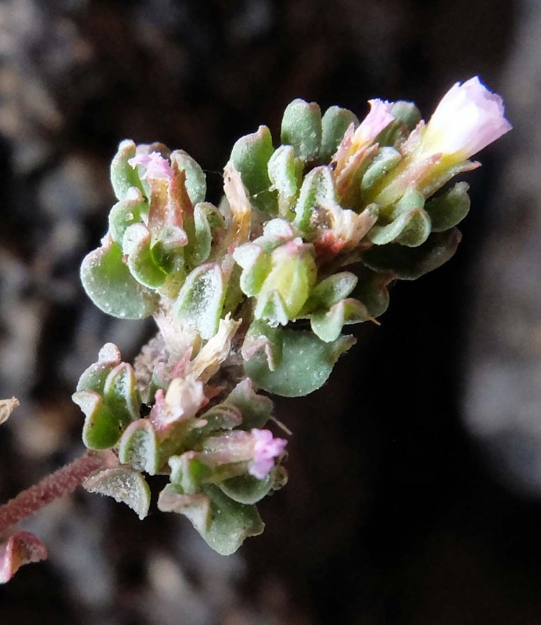 <i>Frankenia pulverulenta</i> L. subsp. <i>pulverulenta</i>