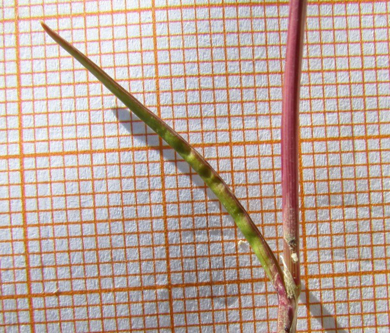 <i>Sphenopus divaricatus</i> (Gouan) Rchb. subsp. <i>divaricatus</i>