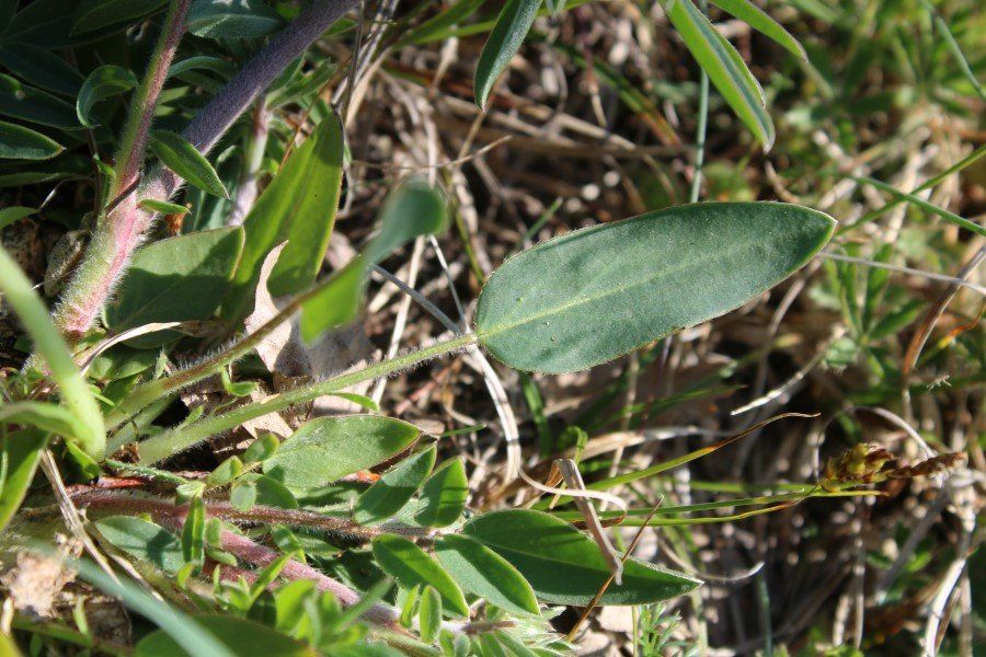 <i>Anthyllis vulneraria</i> L. subsp. <i>polyphylla</i> (DC.) Nyman