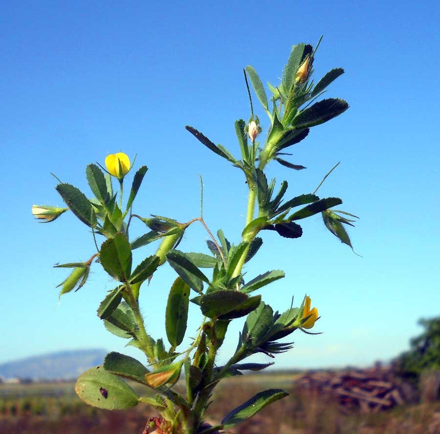 <i>Ononis viscosa</i> L. subsp. <i>breviflora</i> (DC.) Nyman