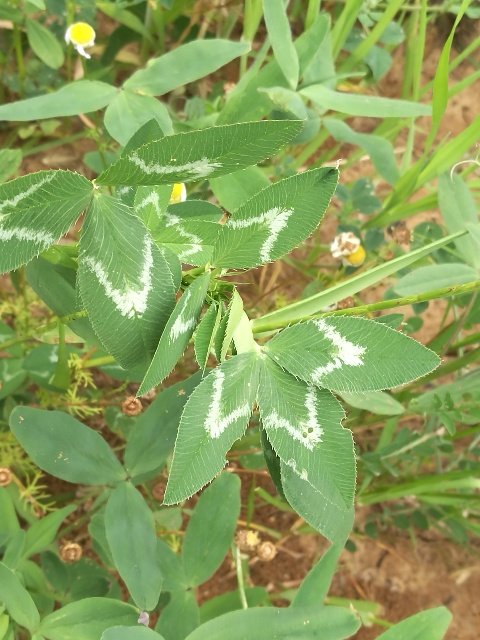 <i>Trifolium mutabile</i> Port.