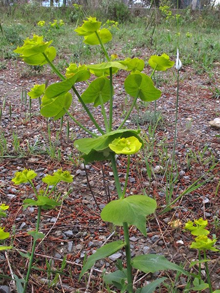 <i>Euphorbia serrata</i> L.