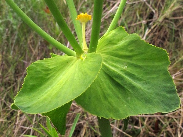<i>Euphorbia serrata</i> L.