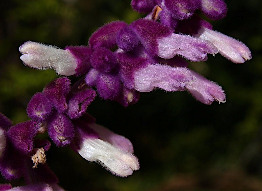 <i>Salvia leucantha</i> Cav.