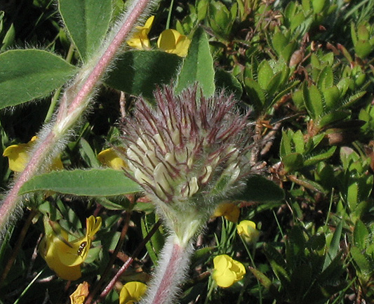 <i>Trifolium noricum</i> Wulfen subsp. <i>noricum</i>