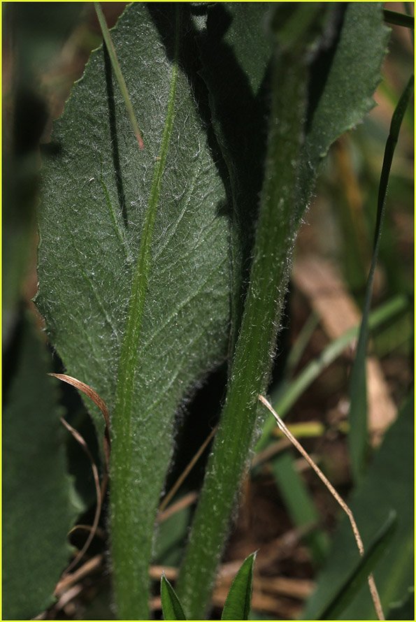 <i>Senecio scopolii</i> Hoppe & Hornsch. subsp. <i>scopolii</i>