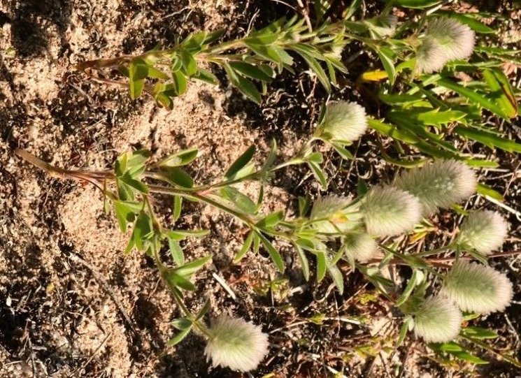<i>Trifolium arvense</i> L.