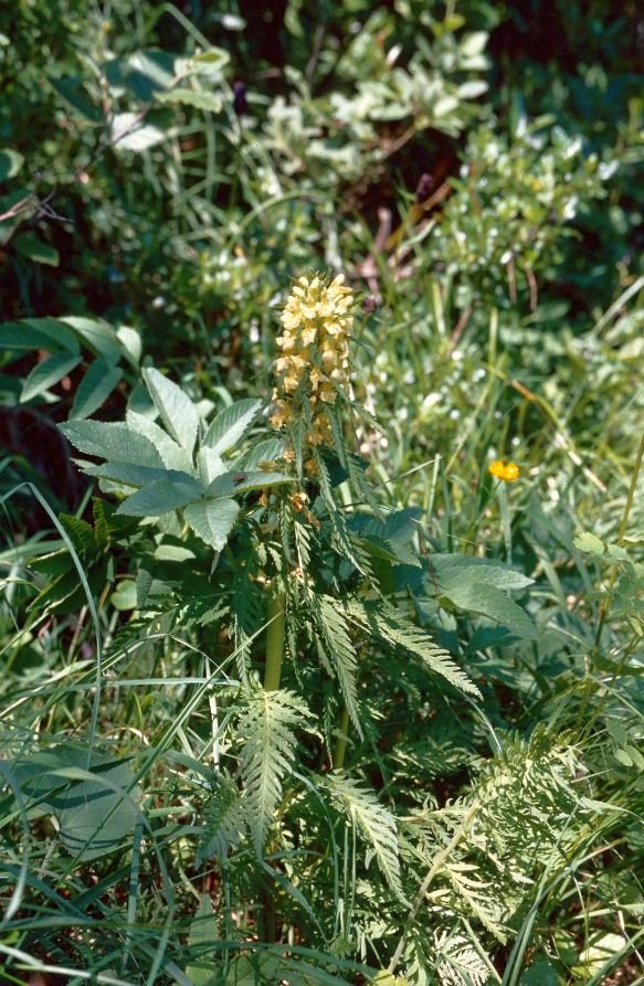 <i>Pedicularis hacquetii</i> Graf