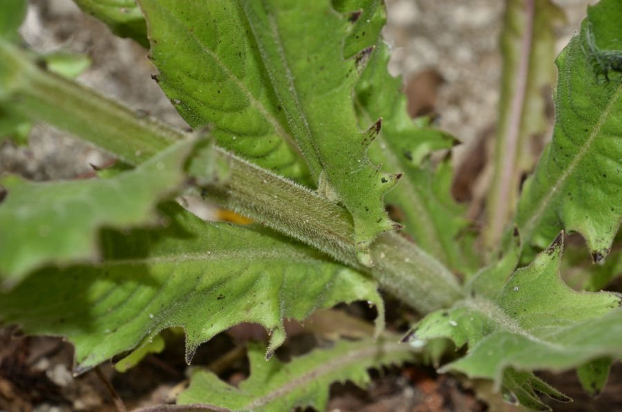 <i>Crepis pulchra</i> L. subsp. <i>pulchra</i>