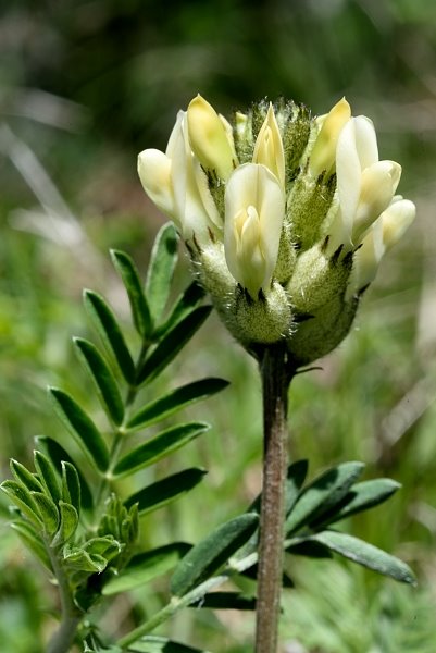 <i>Astragalus pastellianus</i> Pollini