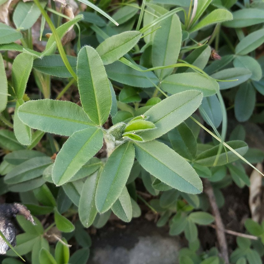 <i>Trifolium alpestre</i> L.