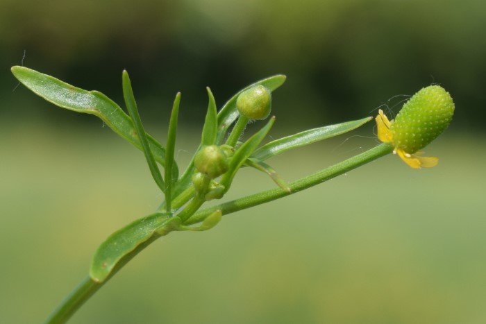 <i>Ranunculus sceleratus</i> L.