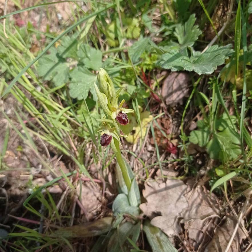 <i>Ophrys argentaria</i> Devillers-Tersch. & Devillers