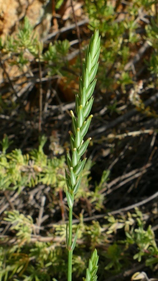 <i>Crucianella angustifolia</i> L.
