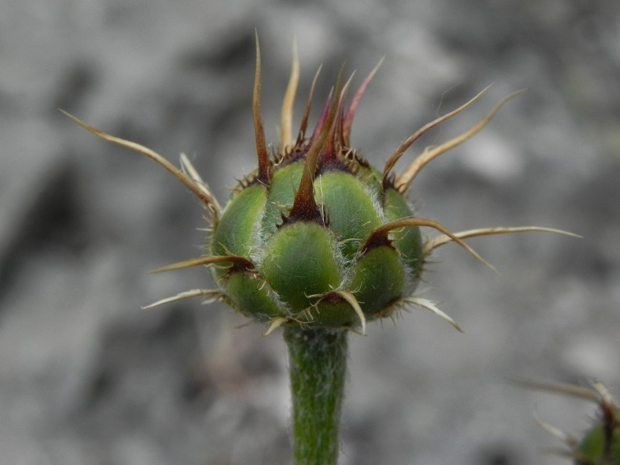 <i>Centaurea ceratophylla</i> Ten. subsp. <i>ceratophylla</i>