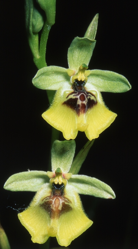 <i>Ophrys lacaitae</i> Lojac.