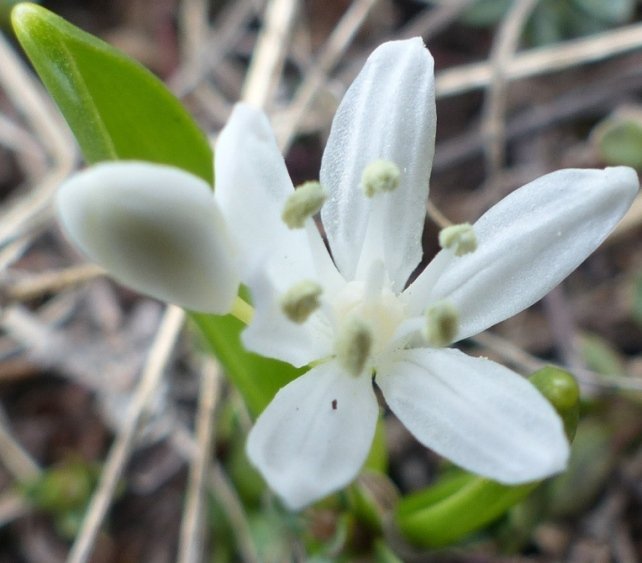 8Scilla bifolia L. albina.JPG