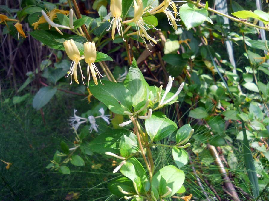 <i>Lonicera japonica</i> Thunb.