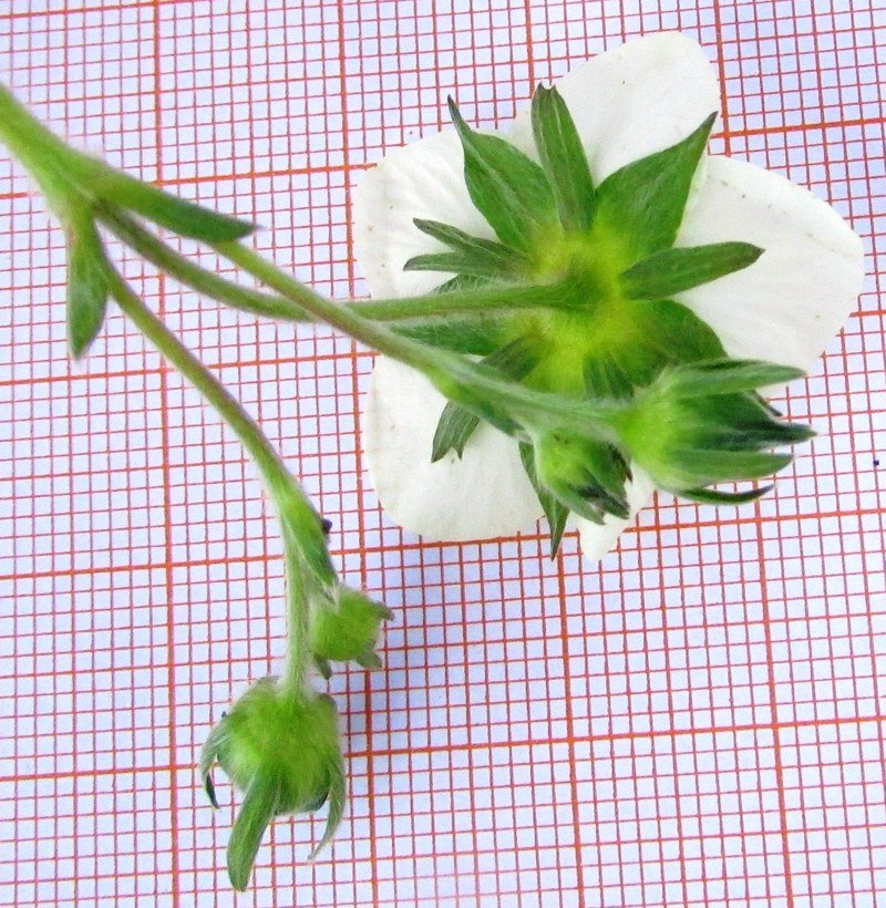 <i>Fragaria viridis</i> Weston subsp. <i>viridis</i>