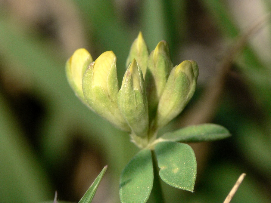 <i>Lotus cytisoides</i> L.