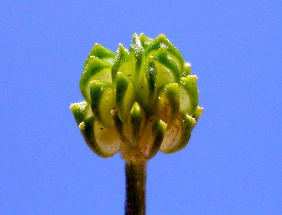 <i>Ranunculus marginatus</i> d'Urv.