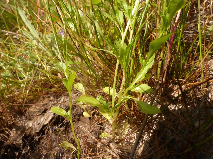 <i>Solenopsis laurentia</i> (L.) C.Presl