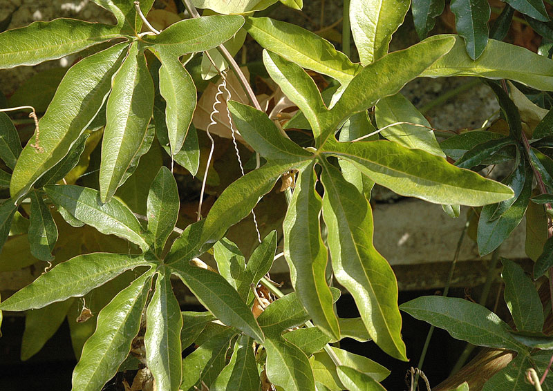 <i>Passiflora caerulea</i> L.