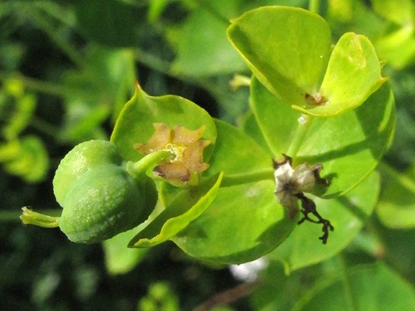 <i>Euphorbia esula</i> L. subsp. <i>tommasiniana</i> (Bertol.) Kuzmanov