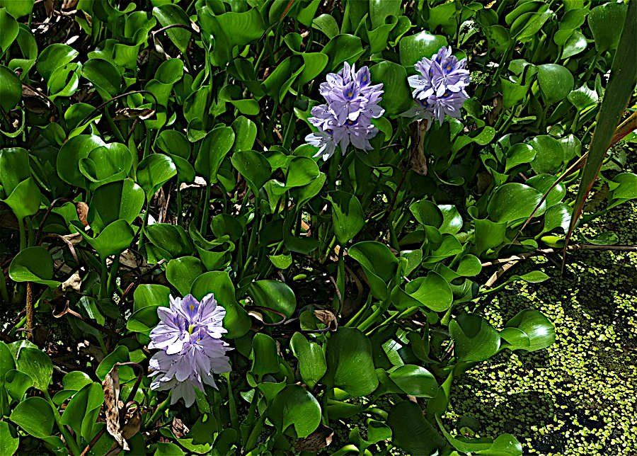 <i>Pontederia crassipes</i> Mart.