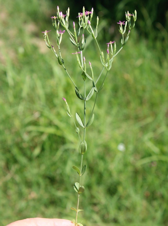 <i>Centaurium pulchellum</i> (Sw.) Druce subsp. <i>pulchellum</i>