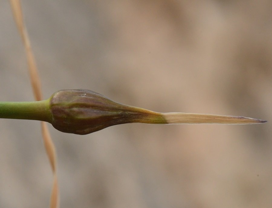 Allium sp Cagliari 202104 (4).JPG
