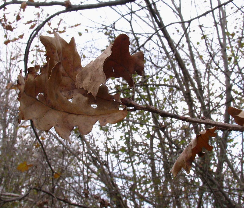 Quercus robur L. subsp. robur