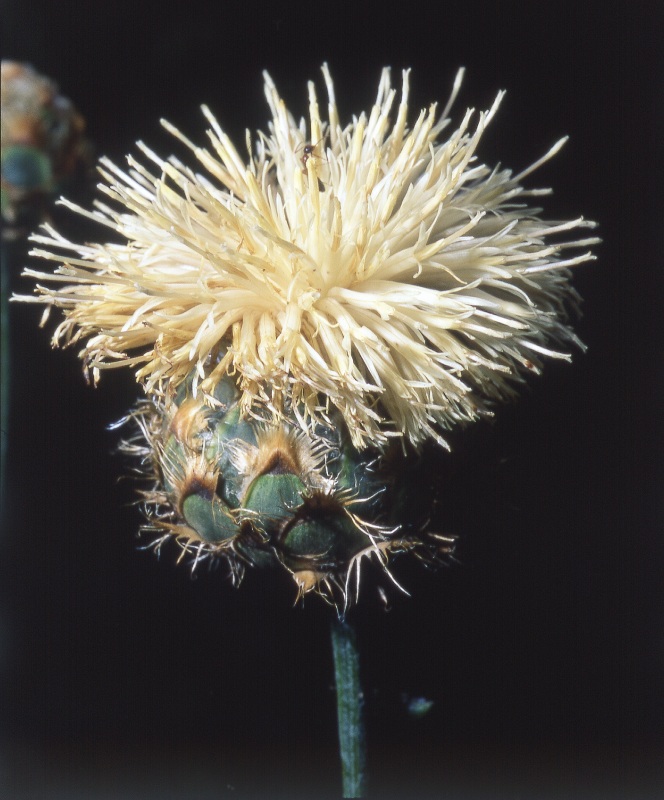 <i>Centaurea tauromenitana</i> Guss.