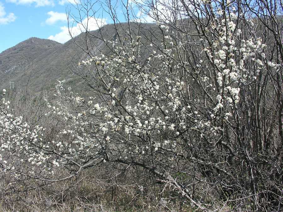 Prunus spinosa L. subsp. spinosa {F 554}