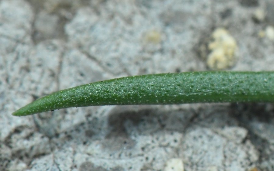<i>Armeria sardoa</i> Spreng. subsp. <i>genargentea</i> Arrigoni